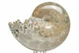 Polished Agatized Ammonite (Phylloceras?) Fossil - Madagascar #220428-1